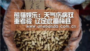 熊猫体育